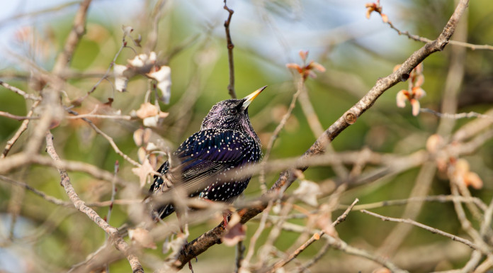 La maggioranza propone di ritoccare la normativa sulla caccia in deroga allo storno La maggioranza propone di ritoccare la normativa sulla caccia in deroga allo storno