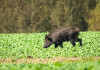 Per Ab della riforma della legge sulla caccia gli animalisti temono «il cambio di paradigma» Per Ab della riforma della legge sulla caccia gli animalisti temono «il cambio di paradigma» - cinghiale mangia in campo coltivato
