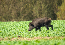 Per Ab della riforma della legge sulla caccia gli animalisti temono «il cambio di paradigma» Per Ab della riforma della legge sulla caccia gli animalisti temono «il cambio di paradigma» - cinghiale mangia in campo coltivato