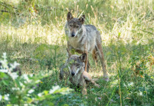 Per il Pd il bracconaggio impone di fermare la riforma della legge sulla caccia Per il Pd il bracconaggio impone di fermare la riforma della legge sulla caccia - due lupi nel Parco nazionale d'Abruzzo, Lazio e Molise