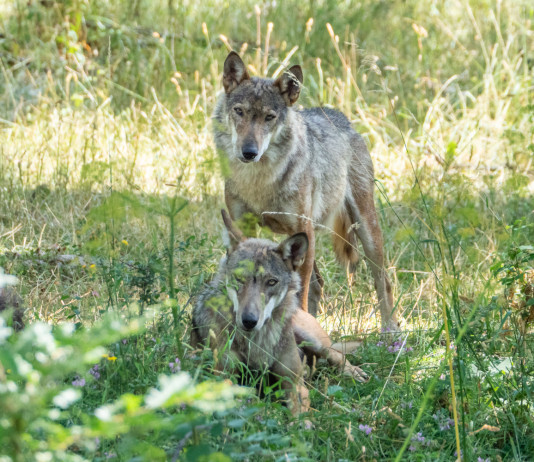 Per il Pd il bracconaggio impone di fermare la riforma della legge sulla caccia Per il Pd il bracconaggio impone di fermare la riforma della legge sulla caccia - due lupi nel Parco nazionale d'Abruzzo, Lazio e Molise