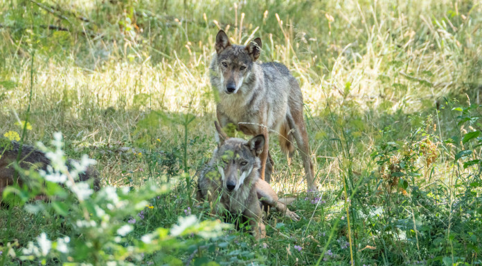 Per il Pd il bracconaggio impone di fermare la riforma della legge sulla caccia Per il Pd il bracconaggio impone di fermare la riforma della legge sulla caccia - due lupi nel Parco nazionale d'Abruzzo, Lazio e Molise