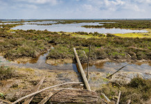 Quale scenario per le munizioni in piombo nelle zone umide? Quale scenario per le munizioni in piombo nelle zone umide