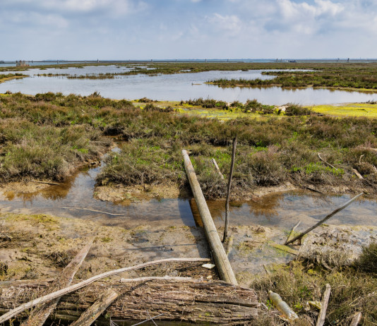 Quale scenario per le munizioni in piombo nelle zone umide? Quale scenario per le munizioni in piombo nelle zone umide