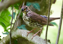 Respinti gli emendamenti ai primi quattro articoli della riforma della legge sulla caccia Respinti gli emendamenti ai primi quattro articoli della riforma della legge sulla caccia - tordo bottaccio
