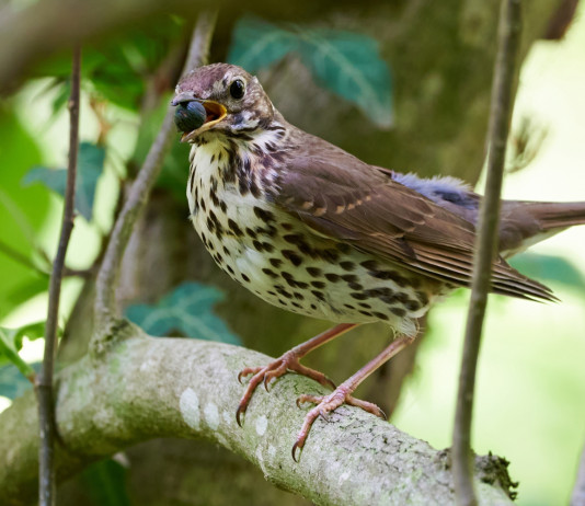 Respinti gli emendamenti ai primi quattro articoli della riforma della legge sulla caccia Respinti gli emendamenti ai primi quattro articoli della riforma della legge sulla caccia - tordo bottaccio