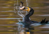 Commissione europea chiarisce applicazione della Direttiva uccelli Commissione europea chiarisce applicazione della Direttiva uccelli - cormorano mangia pesce