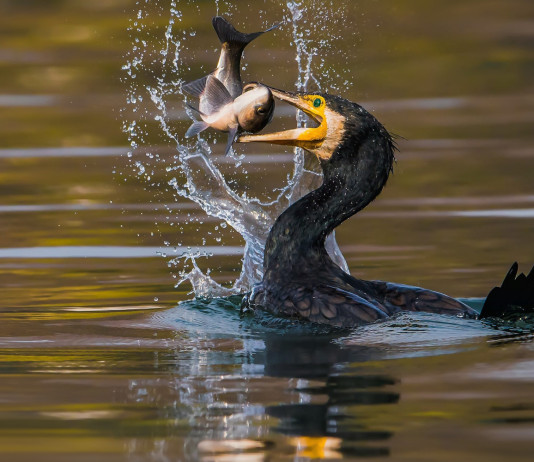 Commissione europea chiarisce applicazione della Direttiva uccelli Commissione europea chiarisce applicazione della Direttiva uccelli - cormorano mangia pesce