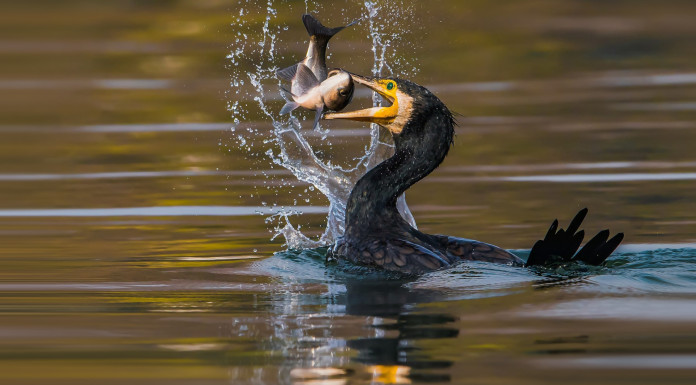 Commissione europea chiarisce applicazione della Direttiva uccelli Commissione europea chiarisce applicazione della Direttiva uccelli - cormorano mangia pesce