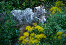 Dopo l’aggressione mortale al suo cane Michele Serra torna sulla convivenza col lupo Dopo l’aggressione mortale al suo cane Michele Serra torna sulla convivenza col lupo - lupo in Appennino
