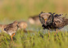 Due specie escluse dal calendario venatorio della Lombardia Due specie escluse dal calendario venatorio della Lombardia