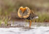 Approvato il calendario venatorio della Toscana Approvato il calendario venatorio della Toscana - combattente (Calidris pugnax)