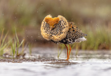 Approvato il calendario venatorio della Toscana Approvato il calendario venatorio della Toscana - combattente (Calidris pugnax)