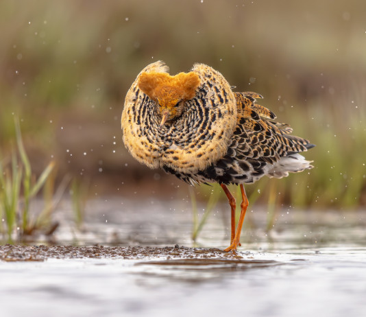 Approvato il calendario venatorio della Toscana Approvato il calendario venatorio della Toscana - combattente (Calidris pugnax)