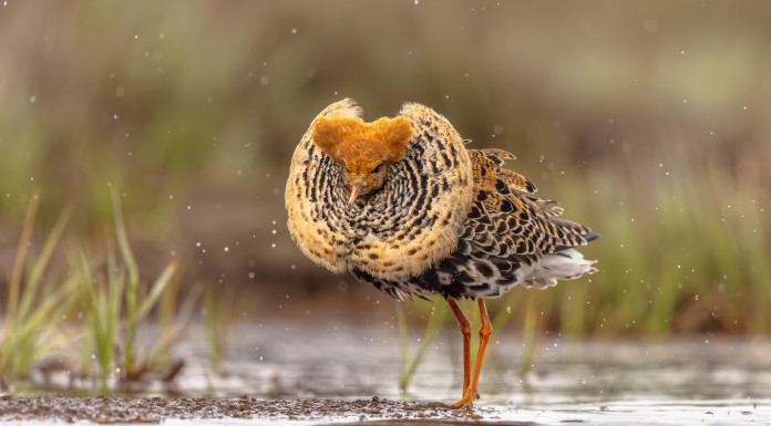 Approvato il calendario venatorio della Toscana Approvato il calendario venatorio della Toscana - combattente (Calidris pugnax)