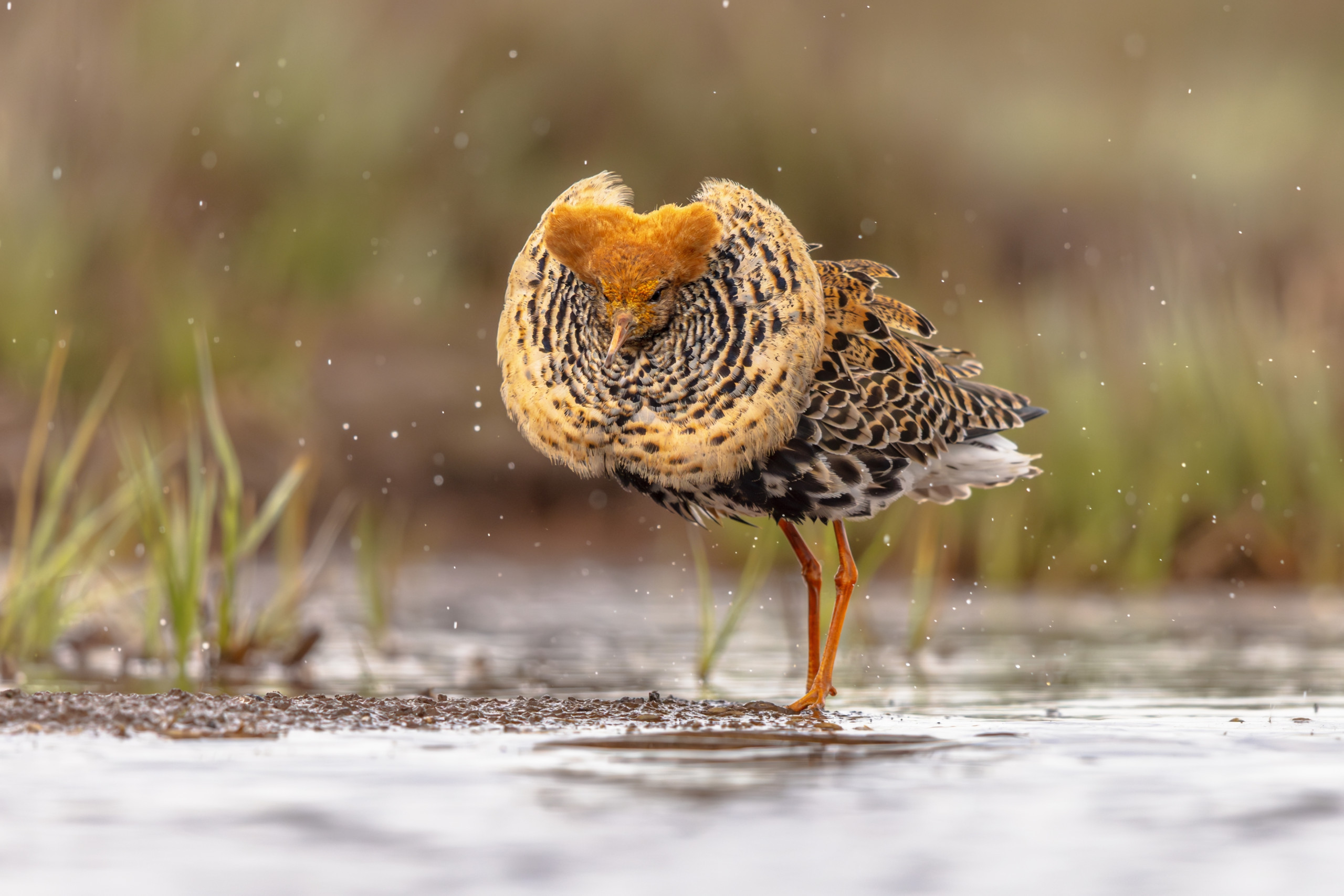 Approvato il calendario venatorio della Toscana Approvato il calendario venatorio della Toscana - combattente (Calidris pugnax)