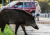 Buconi (Fidc) dopo ordinanza su incidente stradale con cinghiale: gestione faunistica necessaria Buconi (Fidc) dopo sentenza su incidente stradale con cinghiale gestione faunistica necessaria