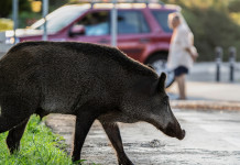 Buconi (Fidc) dopo ordinanza su incidente stradale con cinghiale: gestione faunistica necessaria Buconi (Fidc) dopo sentenza su incidente stradale con cinghiale gestione faunistica necessaria