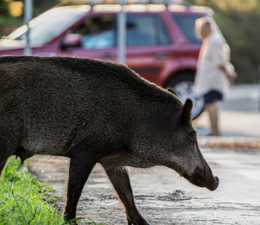 Buconi (Fidc) dopo ordinanza su incidente stradale con cinghiale: gestione faunistica necessaria Buconi (Fidc) dopo sentenza su incidente stradale con cinghiale gestione faunistica necessaria