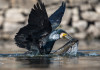 Cisint (Lega) chiede cormorano cacciabile Cisint (Lega) chiede cormorano cacciabile
