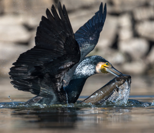 Cisint (Lega) chiede cormorano cacciabile Cisint (Lega) chiede cormorano cacciabile