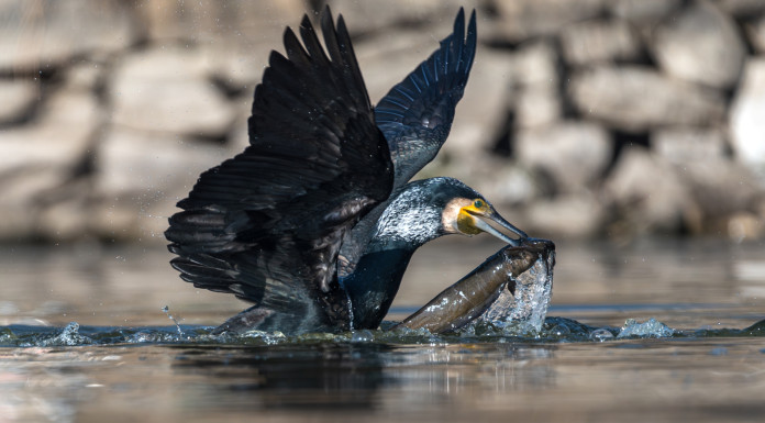 Cisint (Lega) chiede cormorano cacciabile Cisint (Lega) chiede cormorano cacciabile