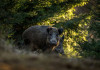 Confagricoltura apprezza la riforma della legge 157/92 Confagricoltura apprezza la riforma della legge 157 92 - cinghiale nel bosco