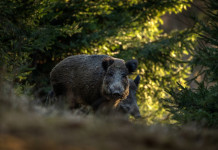 Confagricoltura apprezza la riforma della legge 157/92 Confagricoltura apprezza la riforma della legge 157 92 - cinghiale nel bosco