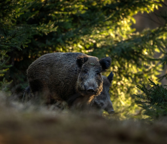 Confagricoltura apprezza la riforma della legge 157/92 Confagricoltura apprezza la riforma della legge 157 92 - cinghiale nel bosco
