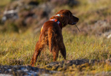 Enci conferma indagine sui rapporti con «Dalla parte degli animali» Enci conferma indagine su «Dalla parte degli animali»