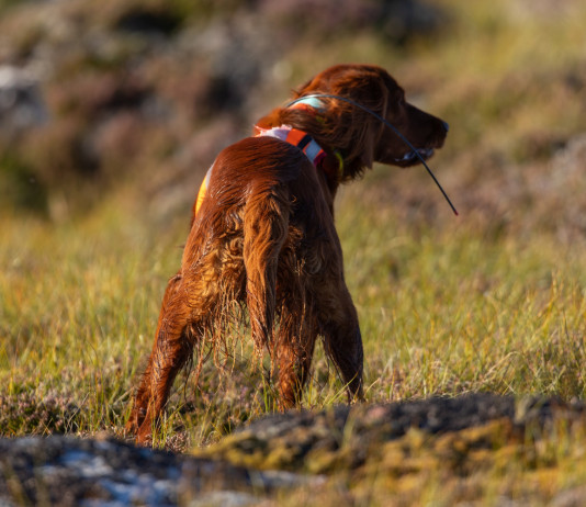 Enci conferma indagine sui rapporti con «Dalla parte degli animali» Enci conferma indagine su «Dalla parte degli animali»