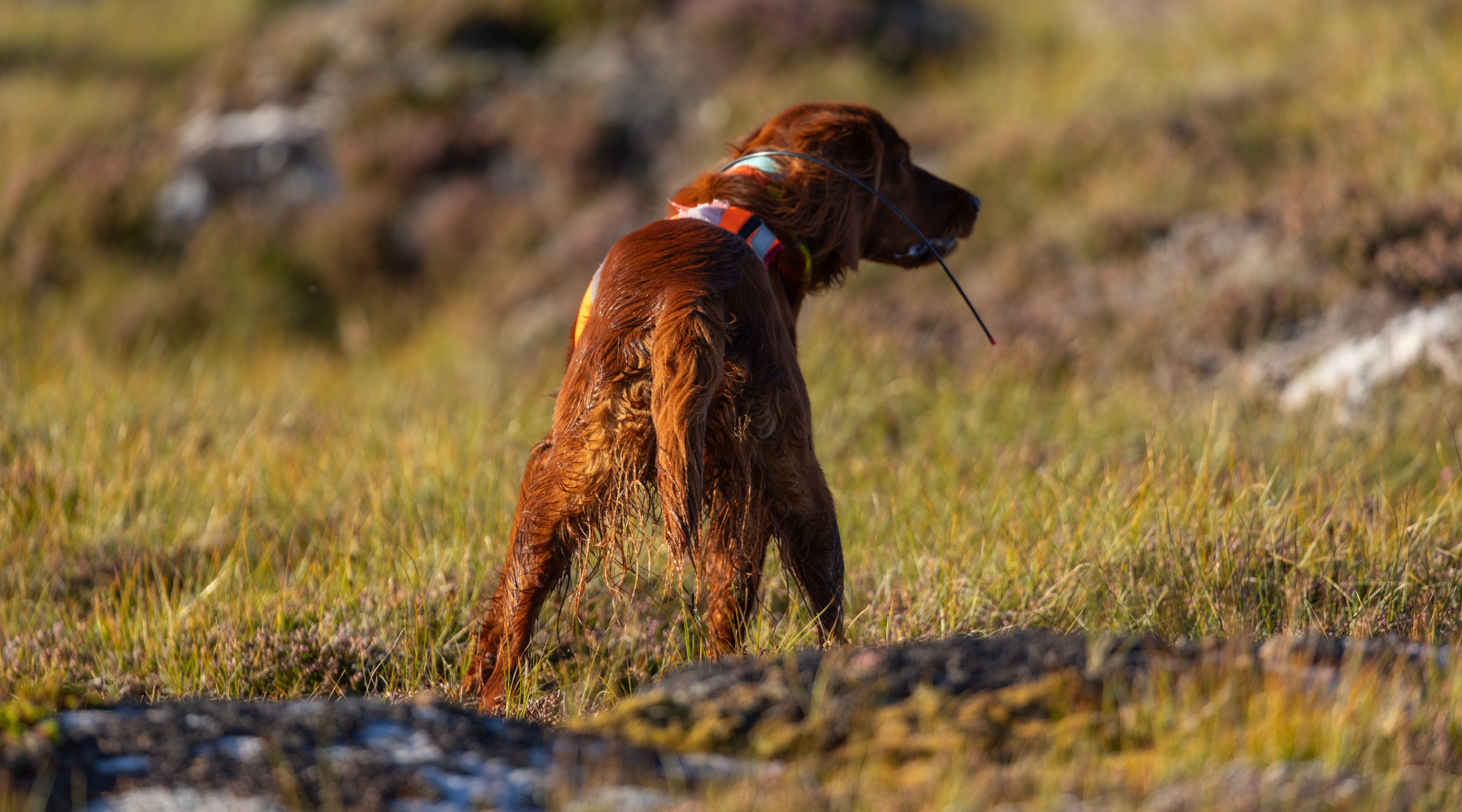 Enci conferma indagine su «Dalla parte degli animali» Enci conferma indagine su «Dalla parte degli animali»