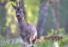 Federcaccia chiede di autorizzare la caccia di selezione al capriolo nel Basso Piemonte Federcaccia chiede di autorizzare la caccia di selezione al capriolo nel Basso Piemonte