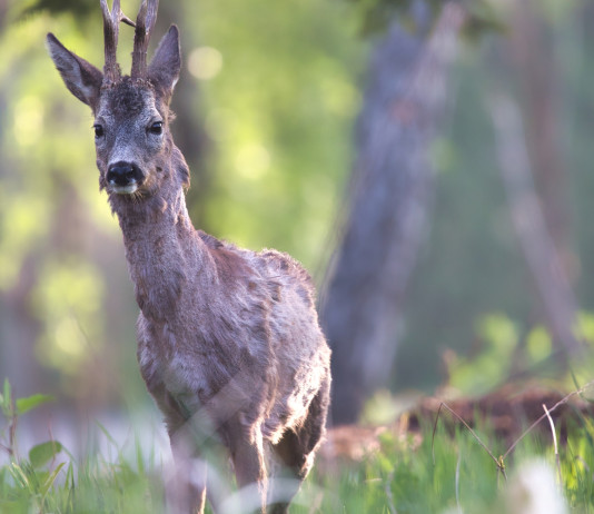Federcaccia chiede di autorizzare la caccia di selezione al capriolo nel Basso Piemonte Federcaccia chiede di autorizzare la caccia di selezione al capriolo nel Basso Piemonte