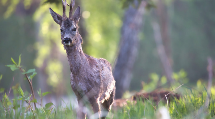 Federcaccia chiede di autorizzare la caccia di selezione al capriolo nel Basso Piemonte Federcaccia chiede di autorizzare la caccia di selezione al capriolo nel Basso Piemonte