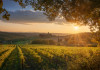 In Toscana l’Enalcaccia si avvicina alla Federcaccia In Toscana l’Enalcaccia si avvicina alla Federcaccia - vigne a passignano