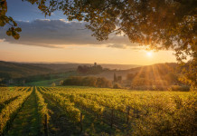 In Toscana l’Enalcaccia si avvicina alla Federcaccia In Toscana l’Enalcaccia si avvicina alla Federcaccia - vigne a passignano