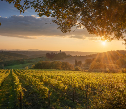 In Toscana l’Enalcaccia si avvicina alla Federcaccia In Toscana l’Enalcaccia si avvicina alla Federcaccia - vigne a passignano