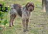 Interrogazione Avs su morte di tre cani durante il World dog show Interrogazione Avs su morte dei cani durante il World dog show - drahthaar