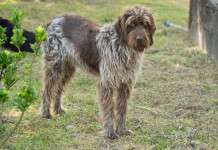 Interrogazione Avs su morte di tre cani durante il World dog show Interrogazione Avs su morte dei cani durante il World dog show - drahthaar