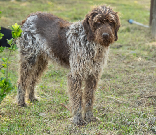 Interrogazione Avs su morte di tre cani durante il World dog show Interrogazione Avs su morte dei cani durante il World dog show - drahthaar