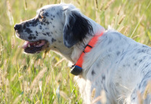 L’allenamento estivo del cane da caccia: il video della Caccia Magazine Academy L’allenamento estivo del cane da caccia il video della Caccia Magazine Academy