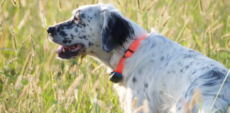 L’allenamento estivo del cane da caccia: il video della Caccia Magazine Academy L’allenamento estivo del cane da caccia il video della Caccia Magazine Academy