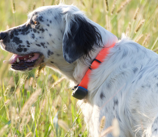 L’allenamento estivo del cane da caccia: il video della Caccia Magazine Academy L’allenamento estivo del cane da caccia il video della Caccia Magazine Academy