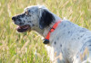 L’allenamento estivo del cane da caccia: il video della Caccia Magazine Academy L’allenamento estivo del cane da caccia video della Caccia Magazine Academy