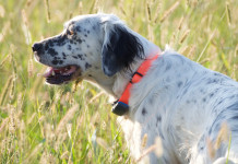 L’allenamento estivo del cane da caccia: il video della Caccia Magazine Academy L’allenamento estivo del cane da caccia video della Caccia Magazine Academy