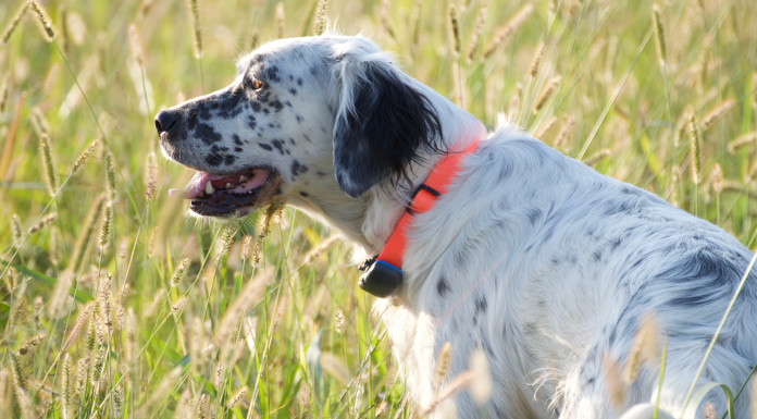 L’allenamento estivo del cane da caccia: il video della Caccia Magazine Academy L’allenamento estivo del cane da caccia video della Caccia Magazine Academy