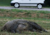 Sparvoli (Libera Caccia): «Fauna non gestita è pericolo pubblico» Sparvoli (Libera Caccia) «Fauna non gestita è pericolo pubblico» - cinghiale dopo incidente con automobile