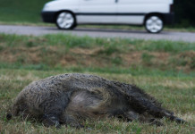 Sparvoli (Libera Caccia): «Fauna non gestita è pericolo pubblico» Sparvoli (Libera Caccia) «Fauna non gestita è pericolo pubblico» - cinghiale dopo incidente con automobile