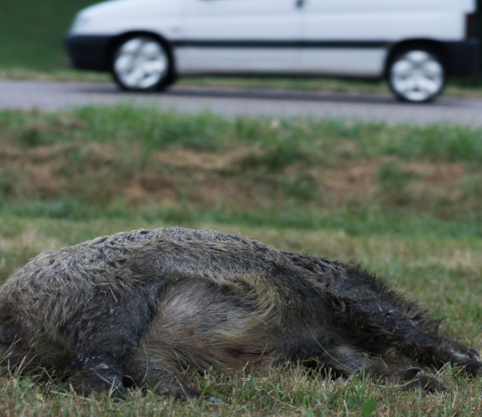 Sparvoli (Libera Caccia): «Fauna non gestita è pericolo pubblico» Sparvoli (Libera Caccia) «Fauna non gestita è pericolo pubblico» - cinghiale dopo incidente con automobile